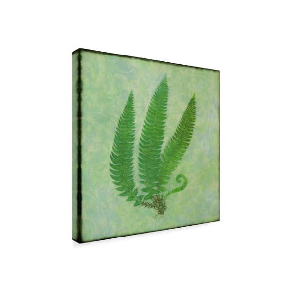 Cora Niele 'Fern Series Vintage Ii' Canvas Art,35x35